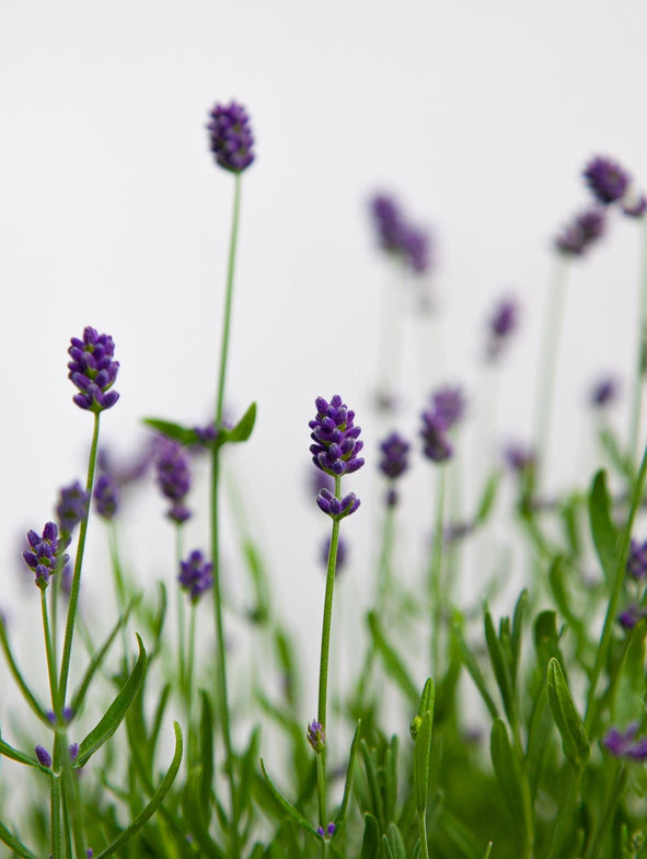 When is the best time to plant Lavender?
